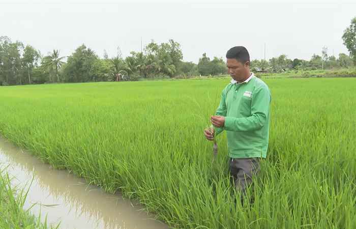 Chăm sóc lúa giai đoạn trước, trong và sau Tết (06-02-2024)